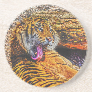 Porta-copos De Arenito Preening Sumatran Tiger Big Cat Willife Art