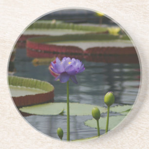 Porta-copos De Arenito Purple Waterlily