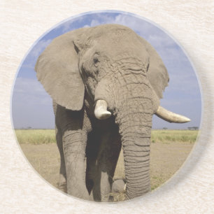 Porta-copos De Arenito Quênia: Parque Nacional de Amboseli, elefante mach