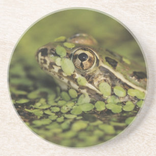 Porta-copos De Arenito Rã-leopardo-do-rio-grande, Rana berlandieri,