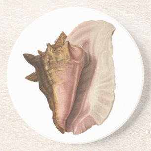 Porta-copos De Arenito Rainha Vintage Concha Seashell Shell, Animal Marin