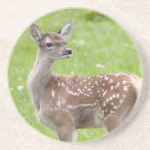 Porta-copos De Arenito Red Deer Fawn Coaster