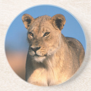 Porta-copos De Arenito Retrato Da Lionesa (Panthera Leo)