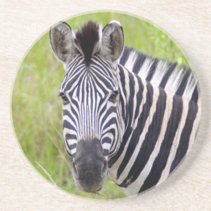 Porta-copos De Arenito Retrato de Zebra-da-planície, Hluhluwe-Umfolozi Ga