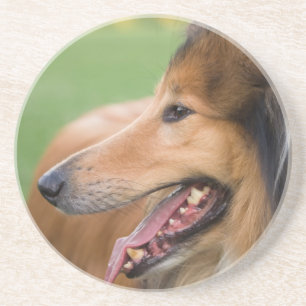 Porta-copos De Arenito Rough Collie Face