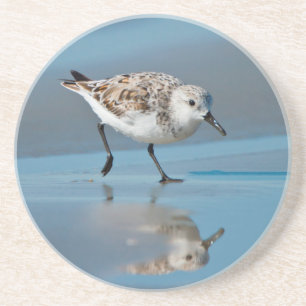 Porta-copos De Arenito Sanderling (Calidris Albe) Alimentando-Se Em Praia