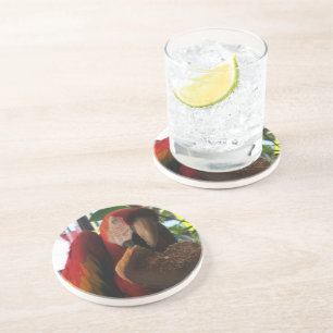 Porta-copos De Arenito Scarlet Macaw Comendo Brinde