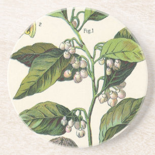 Porta-copos De Arenito Sementes de Fruta de Planta de Noz-moscada Vintage