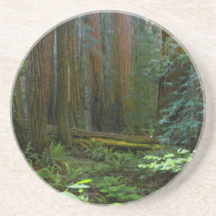 Porta-copos De Arenito Sequóias em Muir Woods National Park