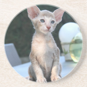 Porta-copos De Arenito Siamese Kitten em uma mesa