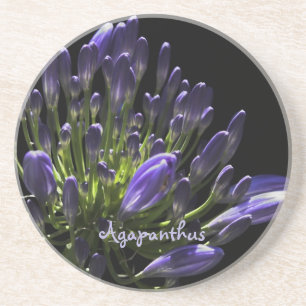 Porta-copos De Arenito Sunlit Blooming Purple Agapanthus, African Lily