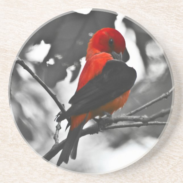 Porta-copos De Arenito Tanager Escarlate Macho (Frente)