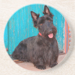 Porta-copos De Arenito Terrier Escocês sentado ao lado de uma porta color