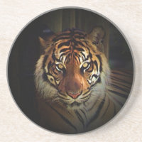 Tigre