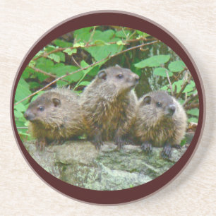 Porta-copos De Arenito Três Bebês Groundhogs