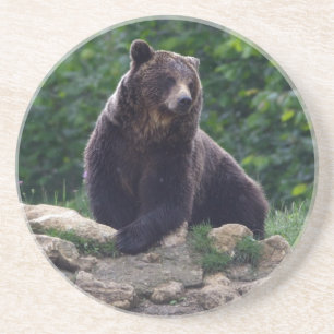Porta-copos De Arenito Urso de Brown