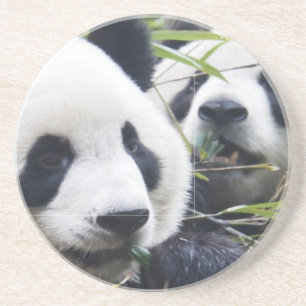 Porta-copos De Arenito Ursos Panda