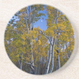 Porta-copos De Arenito Utah. EUA. Árvores de Aspen e Lua ao Crepúsculo