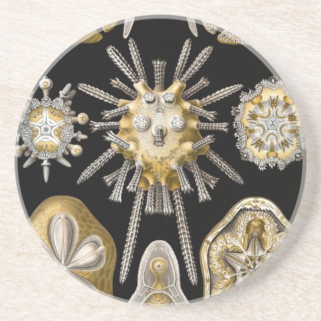 Porta-copos De Arenito Vintage Haeckel (Frente)