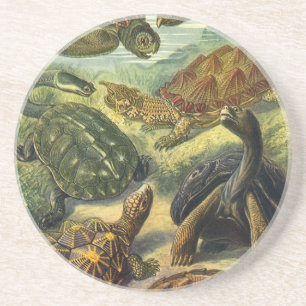 Porta-copos De Arenito Vintage Land Tortoise Sea Turtles por Ernst Haecke