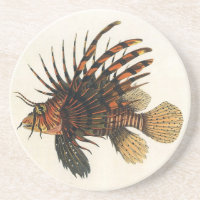 Vintage Lionfish Fish, Marine Ocean Life Animal