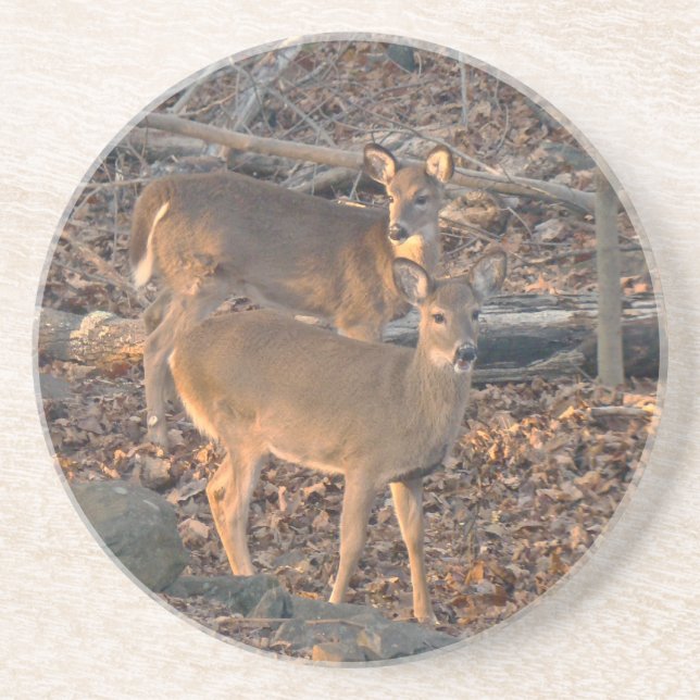 Porta-copos De Arenito Young Whitetail Deer Series (Frente)