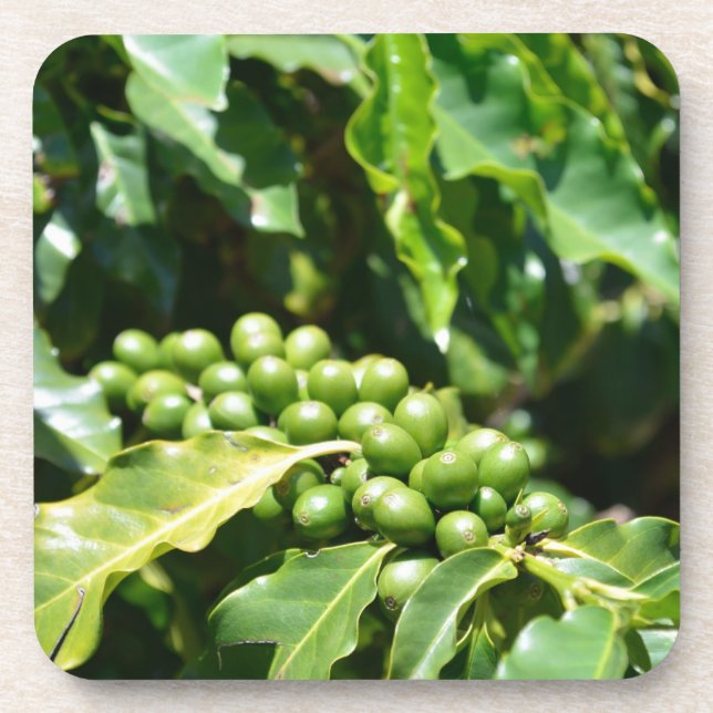 Porta copos de Berries de Café Verde (Frente)