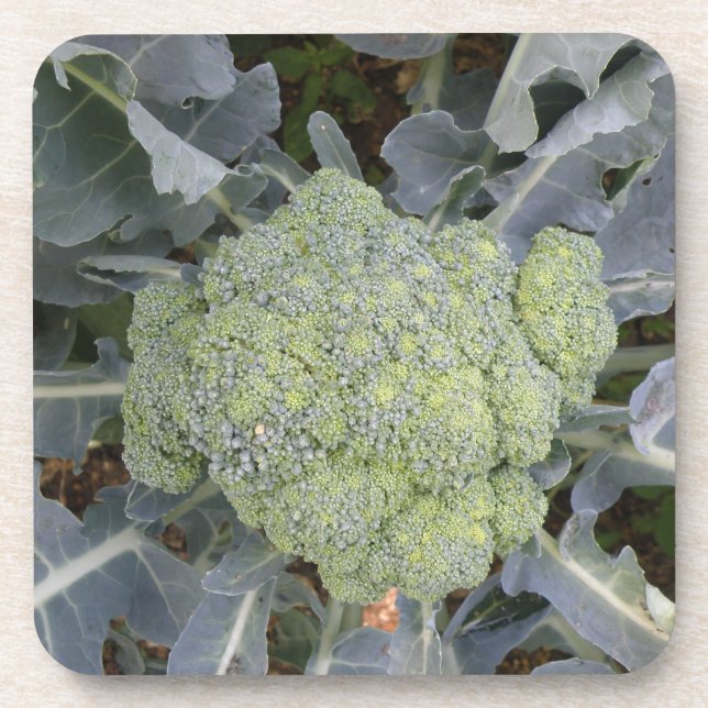 Porta copos de Broccoli Cork (Frente)