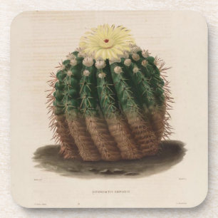 Porta copos de Cactus de ouro
