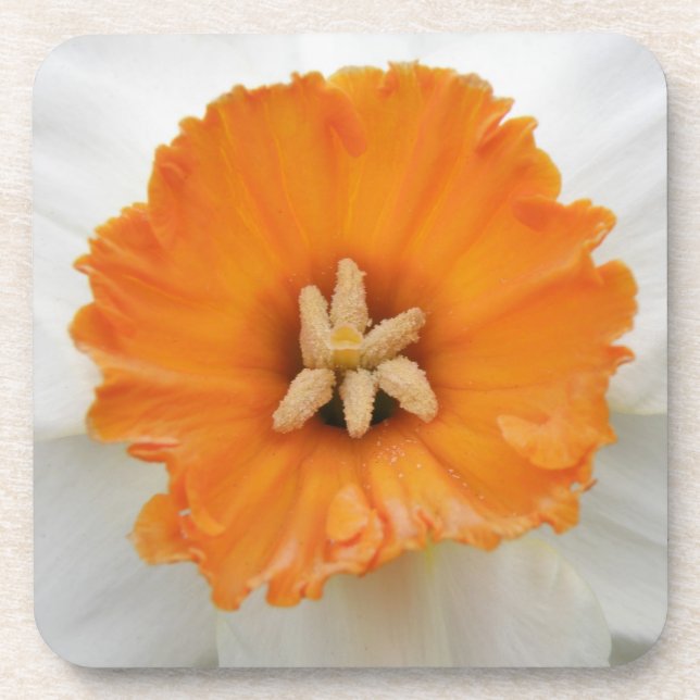 Porta copos de Cork Daffodil Branco (Frente)