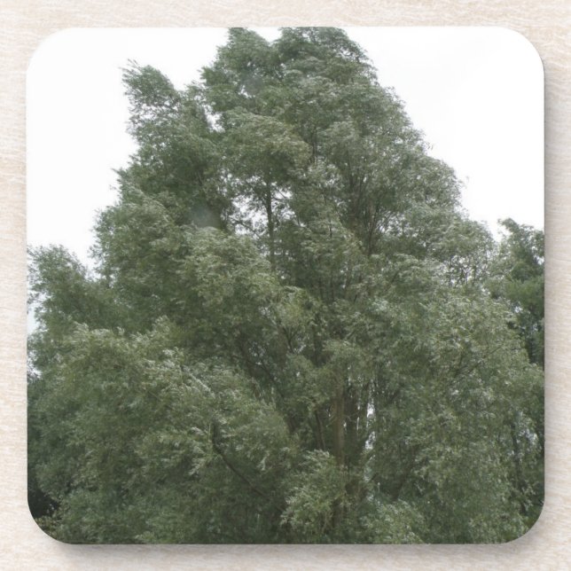 Porta copos de Cork Treetops (Frente)