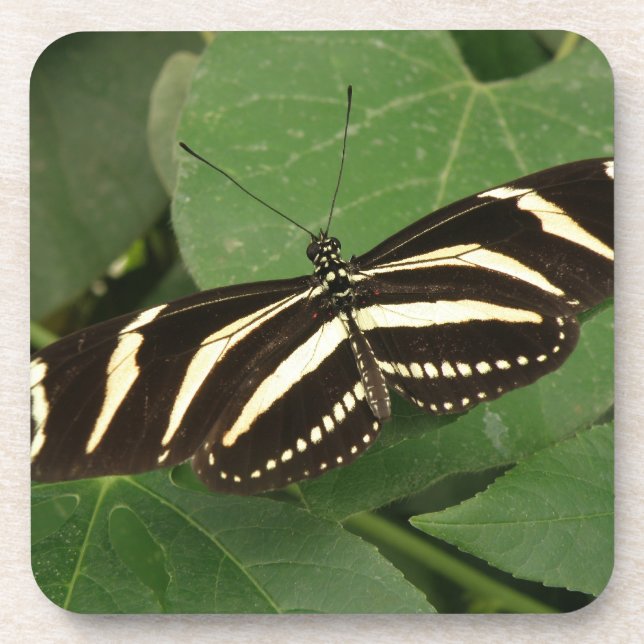 Porta copos de Cortiça de Borboleta Zebra Longwing (Frente)