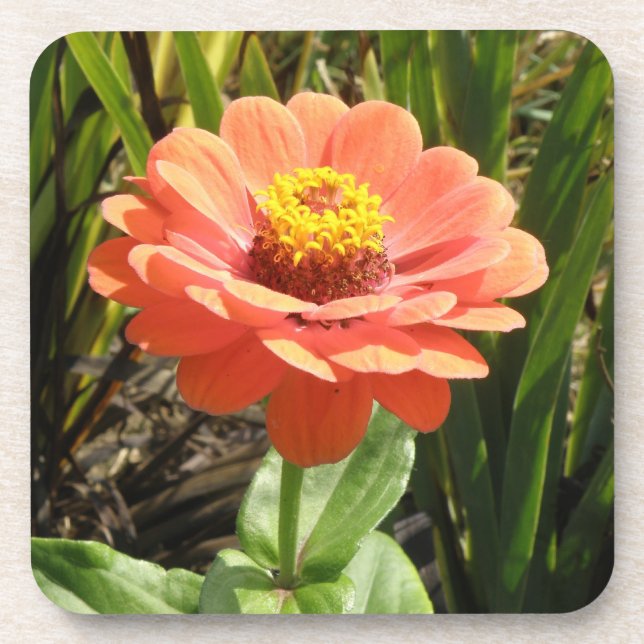 Porta copos de Cortiça de Flor Zinnia Laranja (Frente)