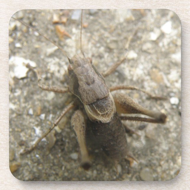 Porta copos de Cricket de Campo Castanho (Frente)