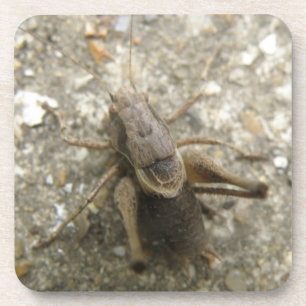 Porta copos de Críquete Castanho