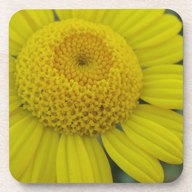 porta copos de papel quadrado bonito marguerite am (Frente)