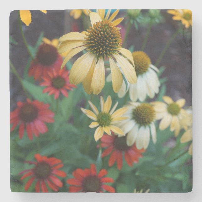 Porta copos de pedra do Echinacea (Frente)