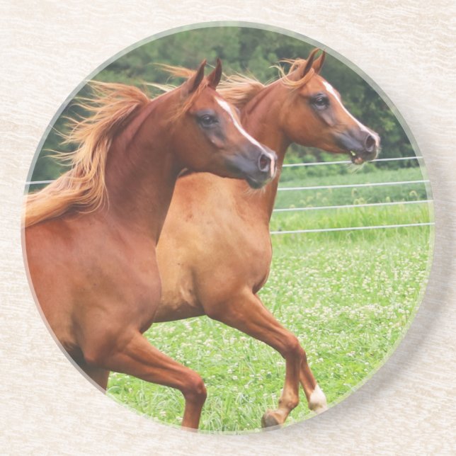 Porta copos de pedra sedento 1 BOGO Colts (Frente)