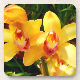 Porta copos de plástico amarelo Cymbidium Orchid D