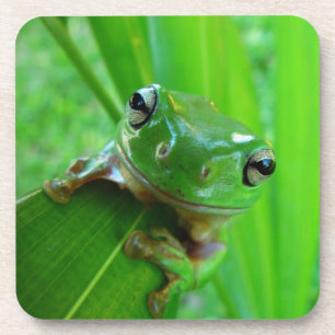 Porta copos de sorriso de Sapo verde