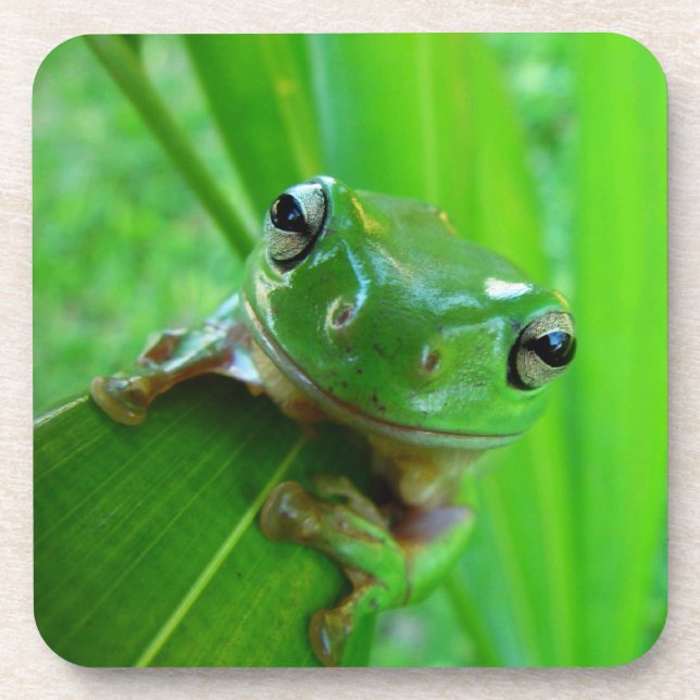 Porta copos de sorriso de Sapo verde (Frente)