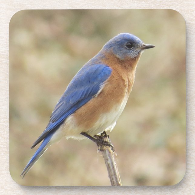 Porta copos do Bluebird (Frente)