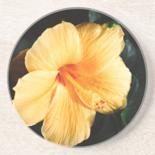 Porta copos do Flor Amarelo-Laranja do Hibiscus