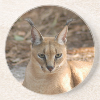 Porta copos do lince de Caracal