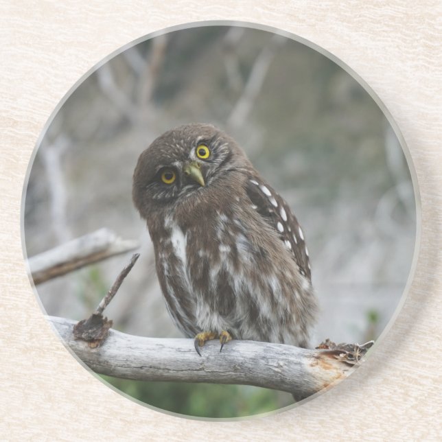 Porta copos do norte Pygmy Owl (Frente)