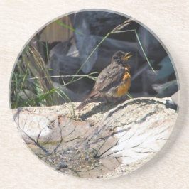 Porta copos do pisco de peito vermelho
