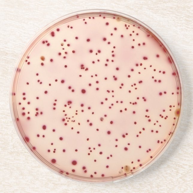 Porta copos do prato de Petri (Frente)