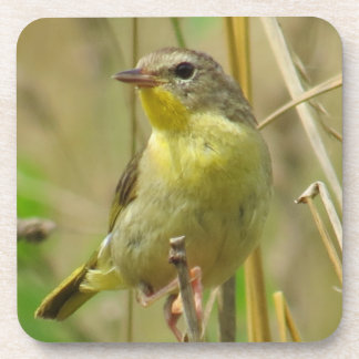 Porta copos do Yellowthroat comum