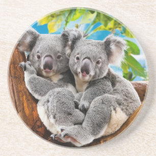 Porta-copos Duas Portas copos Cute Koala Bears