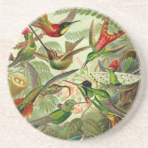 Porta-copos Ernst Haeckel Trochilidae Hummingbird